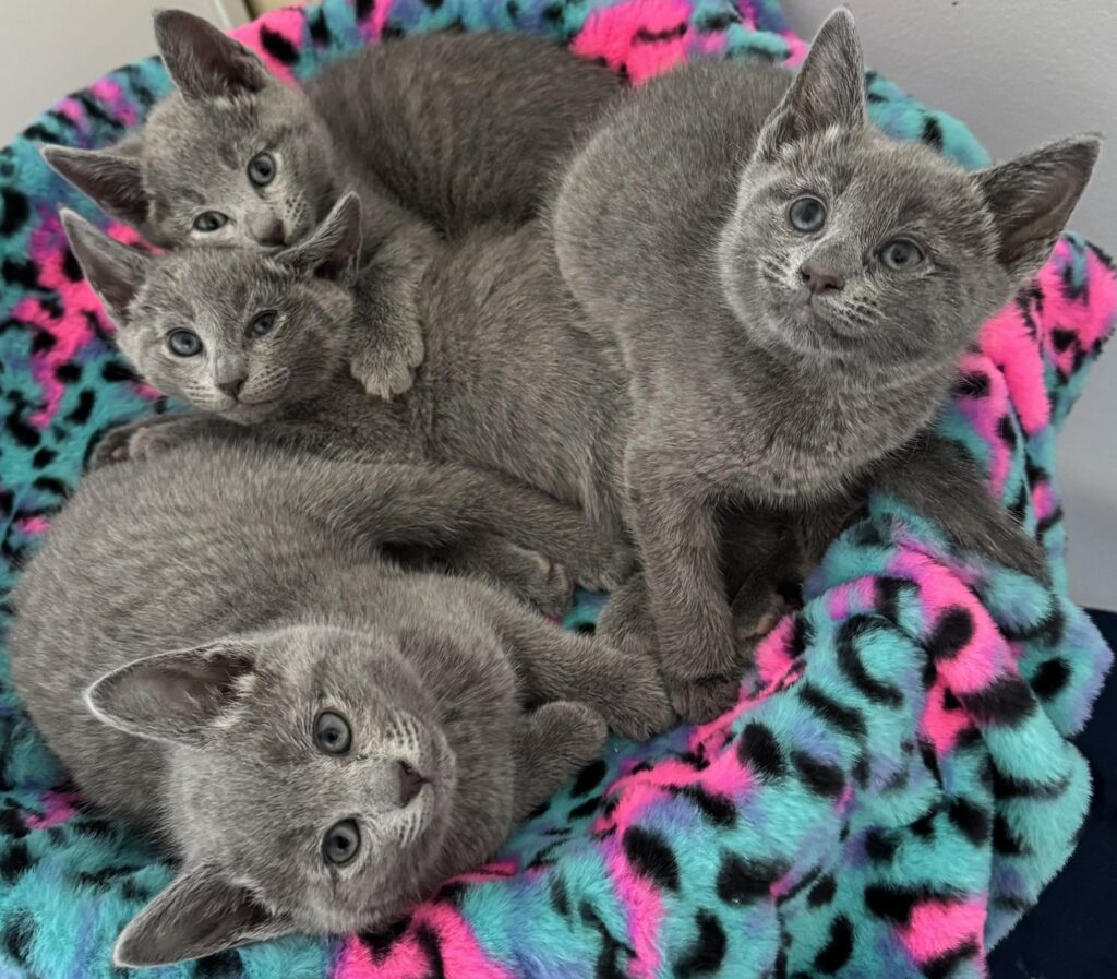 Russian Blue Litter