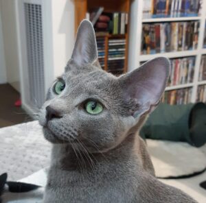 Russian Blue